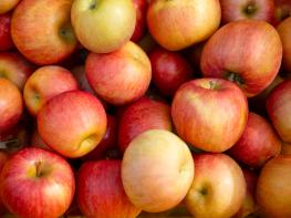 산불을 이겨낸 사과나무 위에 핀 기적 기사 이미지